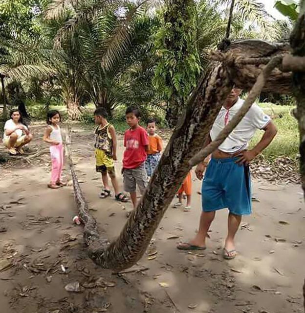 Man in Indonesia Wins Fight Against Giant Python