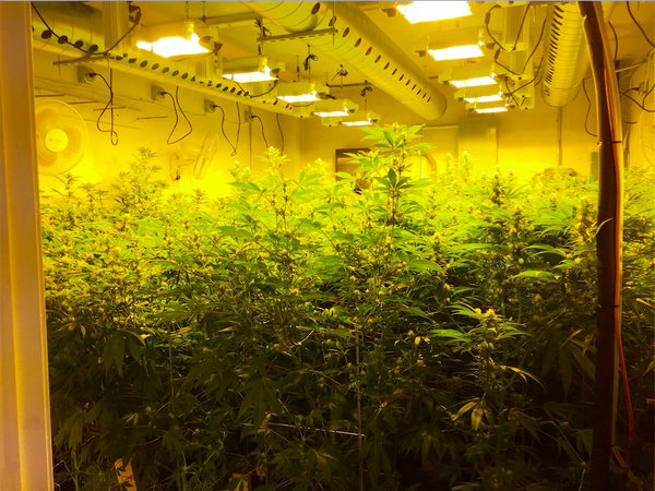Massive Marijuana Drug Bust in Clinton, Massachusetts