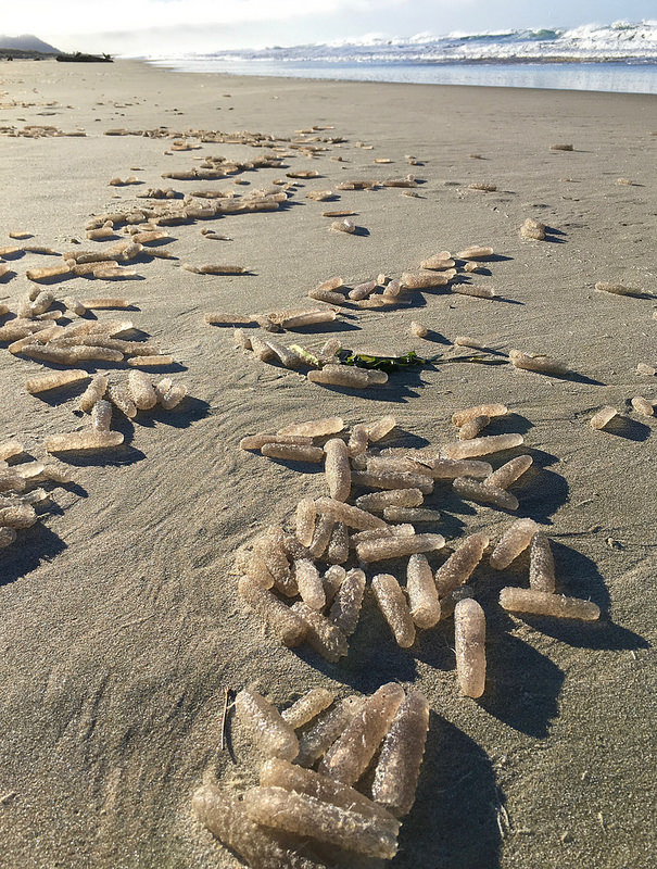 Bizarre Sea Creatures Wash up on Oregon beach