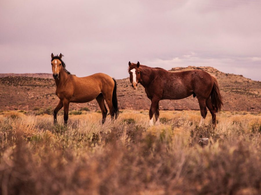 Nearly 200 Feral Horses Die in Arizona