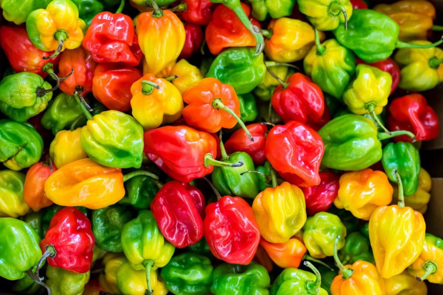 hot+peppers