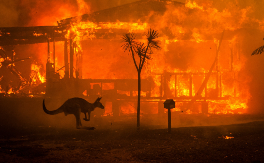 Wildfires Ravage Australia, Destroying Native Wildlife Populations