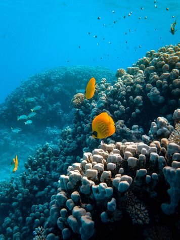 New Coral Reef Discovered As Part of The Great Barrier Reef
