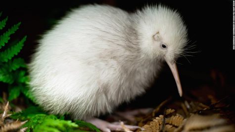 WELLINGTON, NEW ZEALAND - JUNE 1: In this handout photo provided by the Pukaha Mt Bruce National Wildlife Centre, a rare white kiwi chick is seen in an outdoor enclosure in the forest reserve at the National Wildlife Centre on June 1, 2011 in Wellington, New Zealand. The all-white kiwi, named Manukura is suspected to be the first white chick born in captivity. The chick is the thirteenth of fourteen baby kiwis hatched at the wildlife centre this season. (Photo by Mike Heydon/Jet Productions NZ Limited via Getty Images)