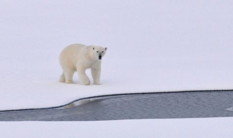 Polar Bears Don’t Live in Antarctica: But Could They?