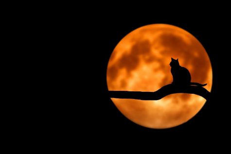 Top Five Horror Classics To Watch This Halloween