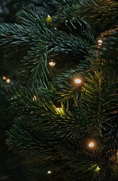 History of Christmas Trees